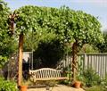 Vitis californica